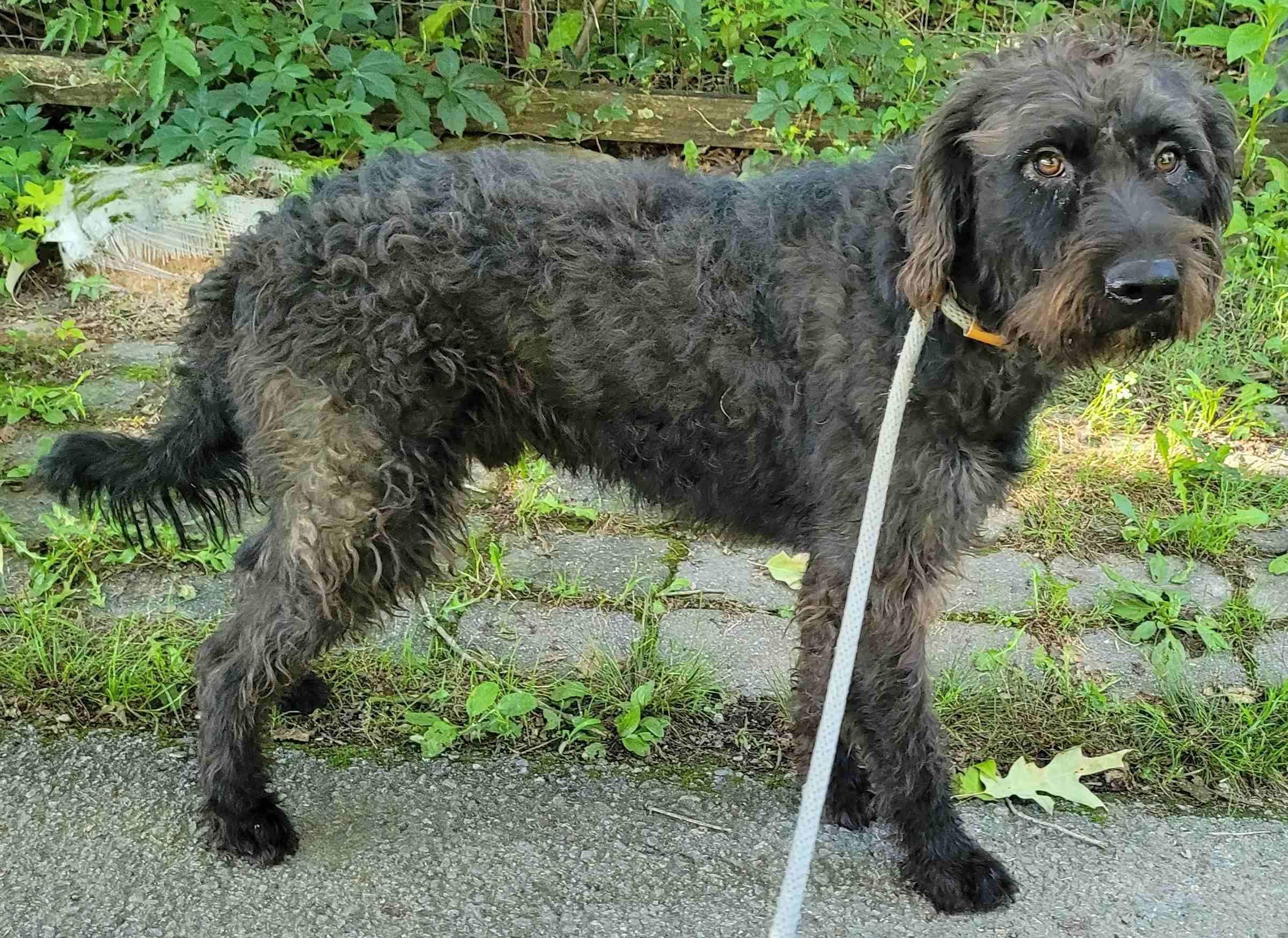 Enlarge Patrick 11, a ADOPTABLE mixed breed in Killingworth, CT image 2/6