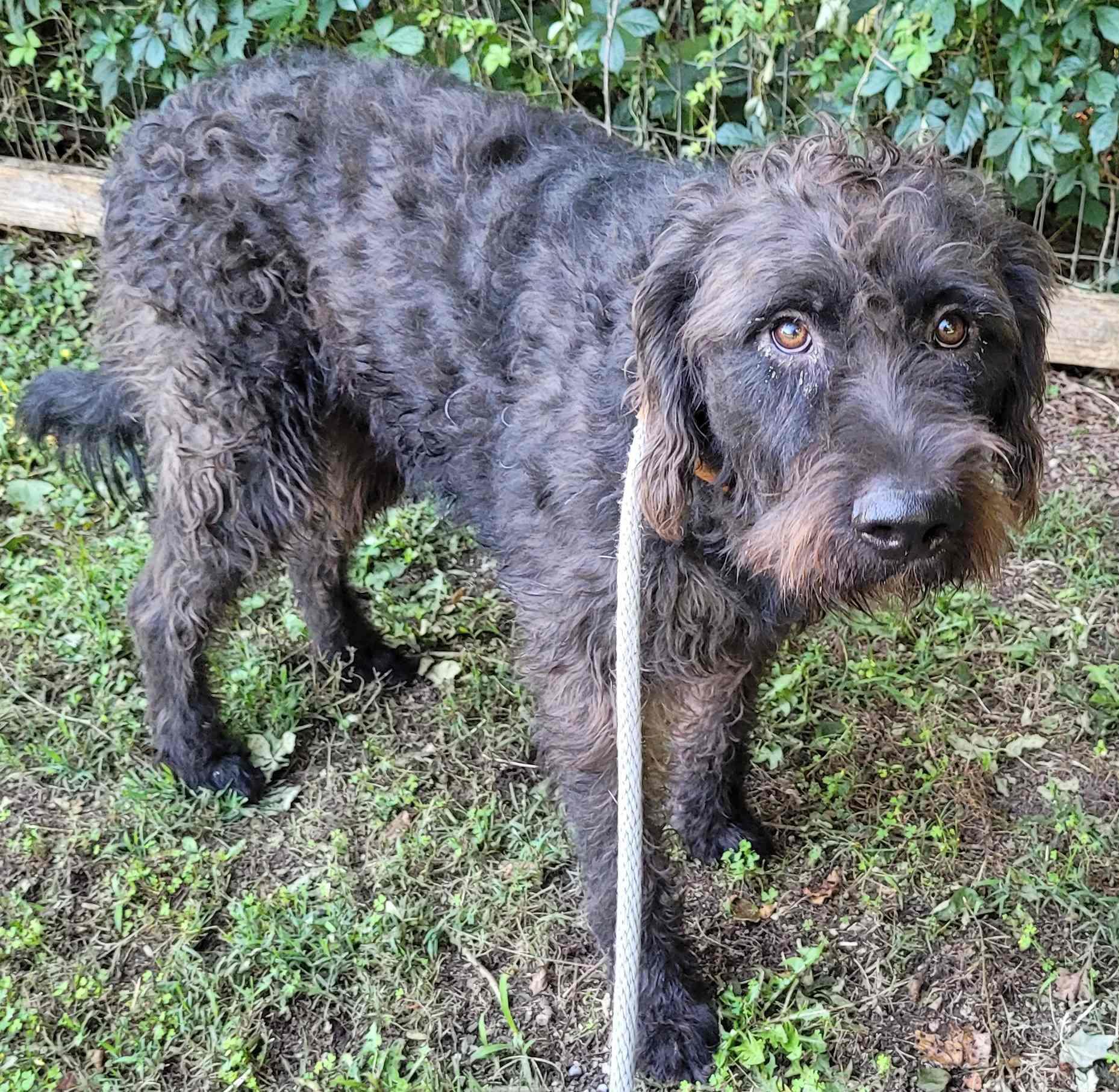 Patrick 11, ADOPTABLE, Young Male Labradoodle.
