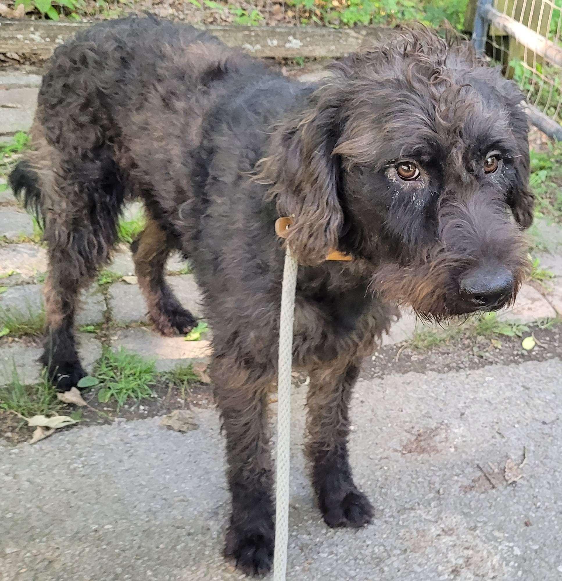 Enlarge Patrick 11, a ADOPTABLE mixed breed in Killingworth, CT image 4/6