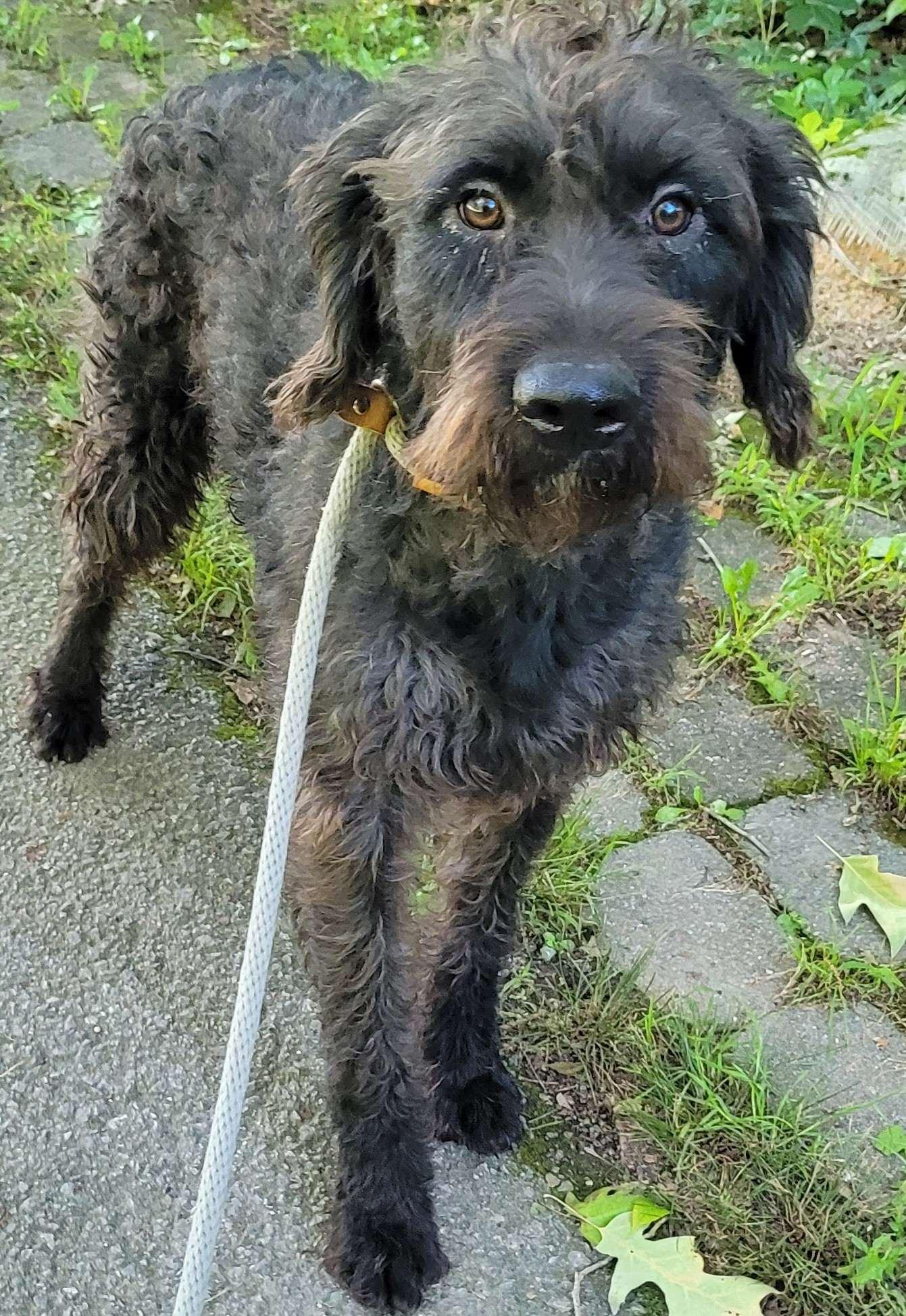 Enlarge Patrick 11, a ADOPTABLE mixed breed in Killingworth, CT image 3/6