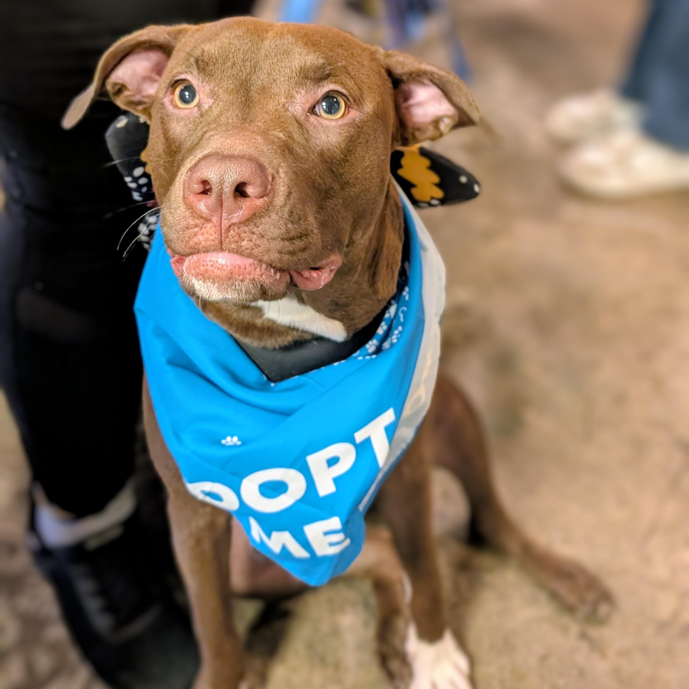 Mary, a ADOPTABLE mixed breed in New York, NY image 1/6