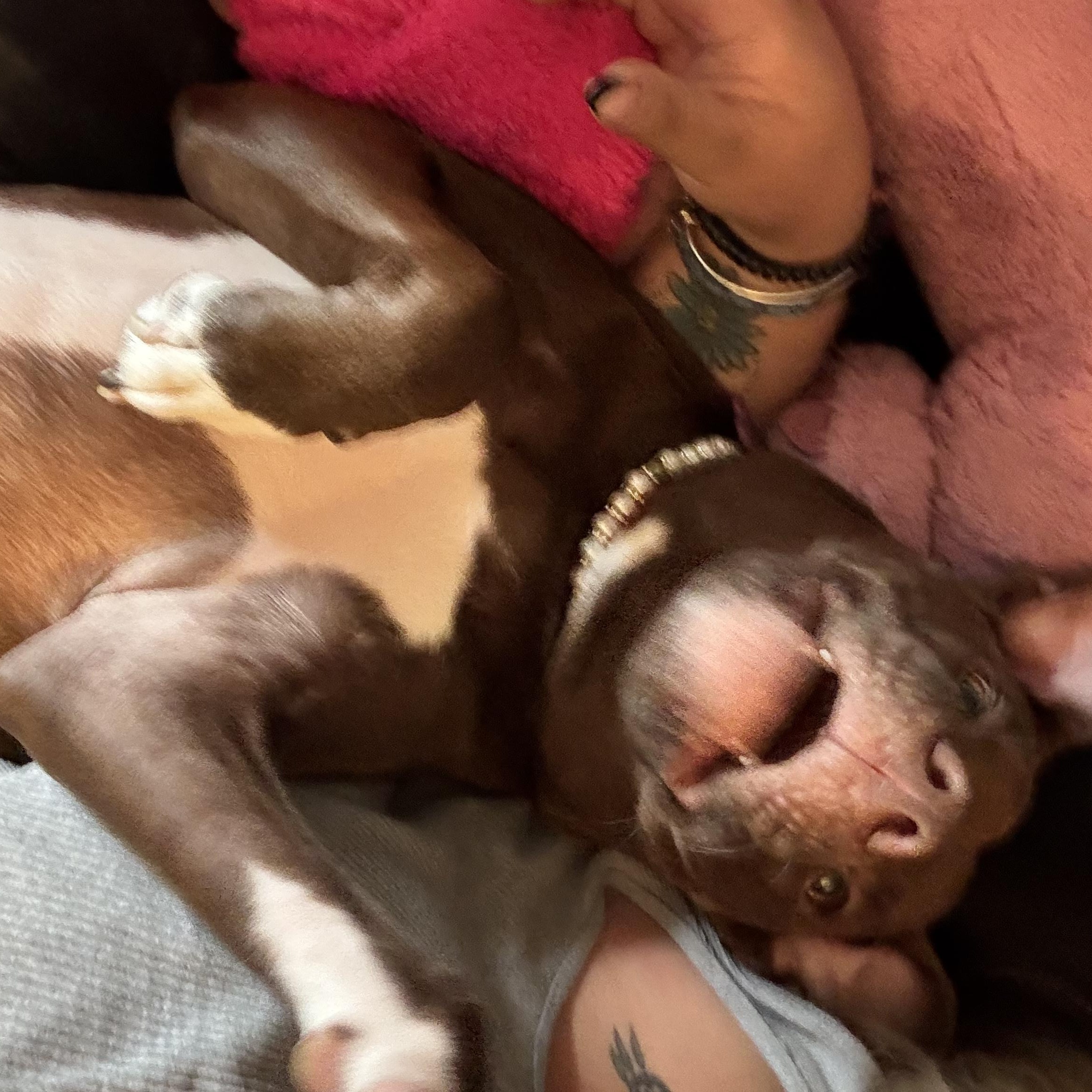 Mary, a ADOPTABLE mixed breed in New York, NY image 4/6