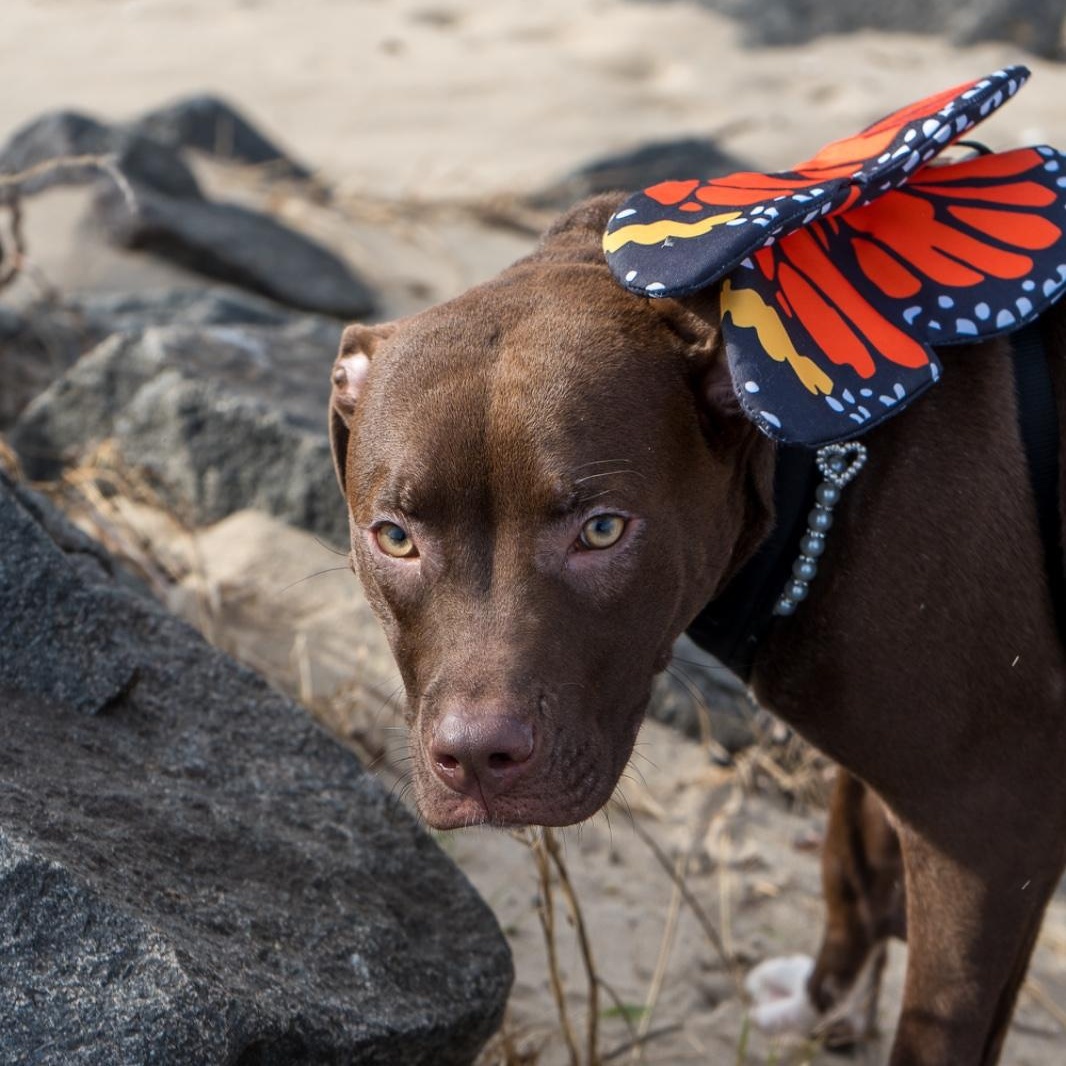 Mary, a ADOPTABLE mixed breed in New York, NY image 2/6