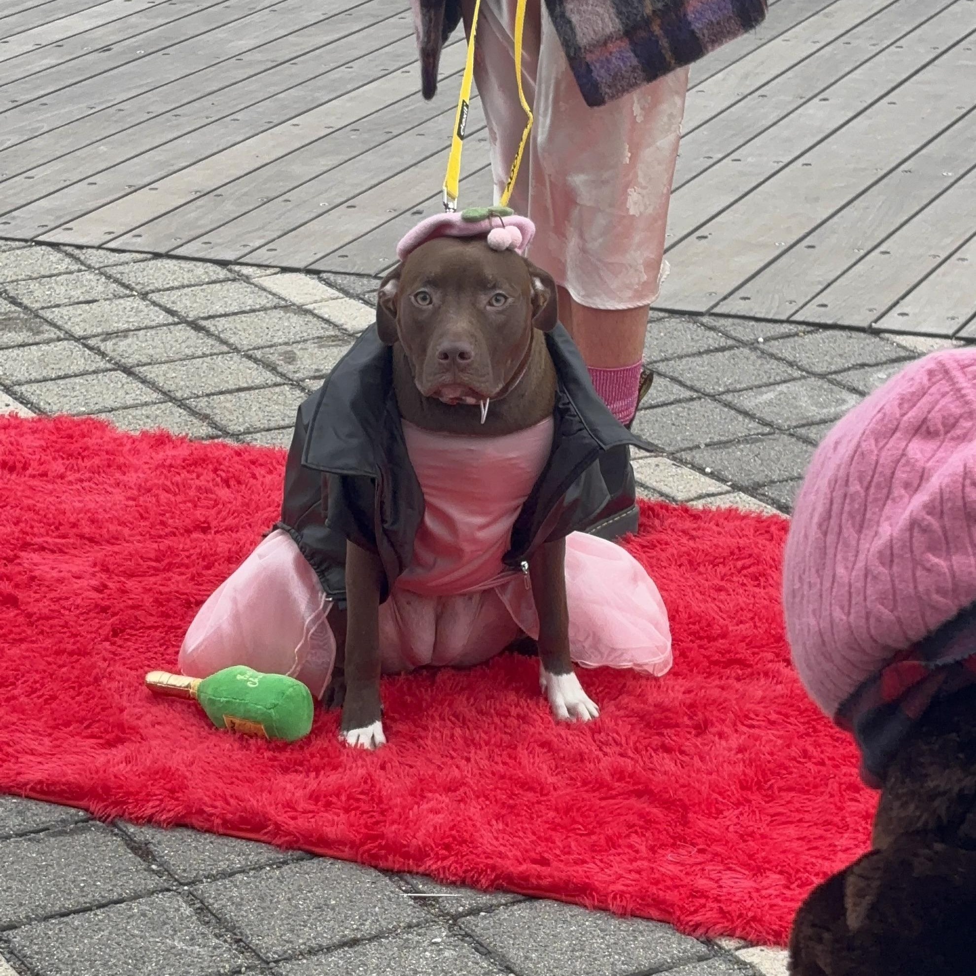 Mary, a ADOPTABLE mixed breed in New York, NY image 5/6