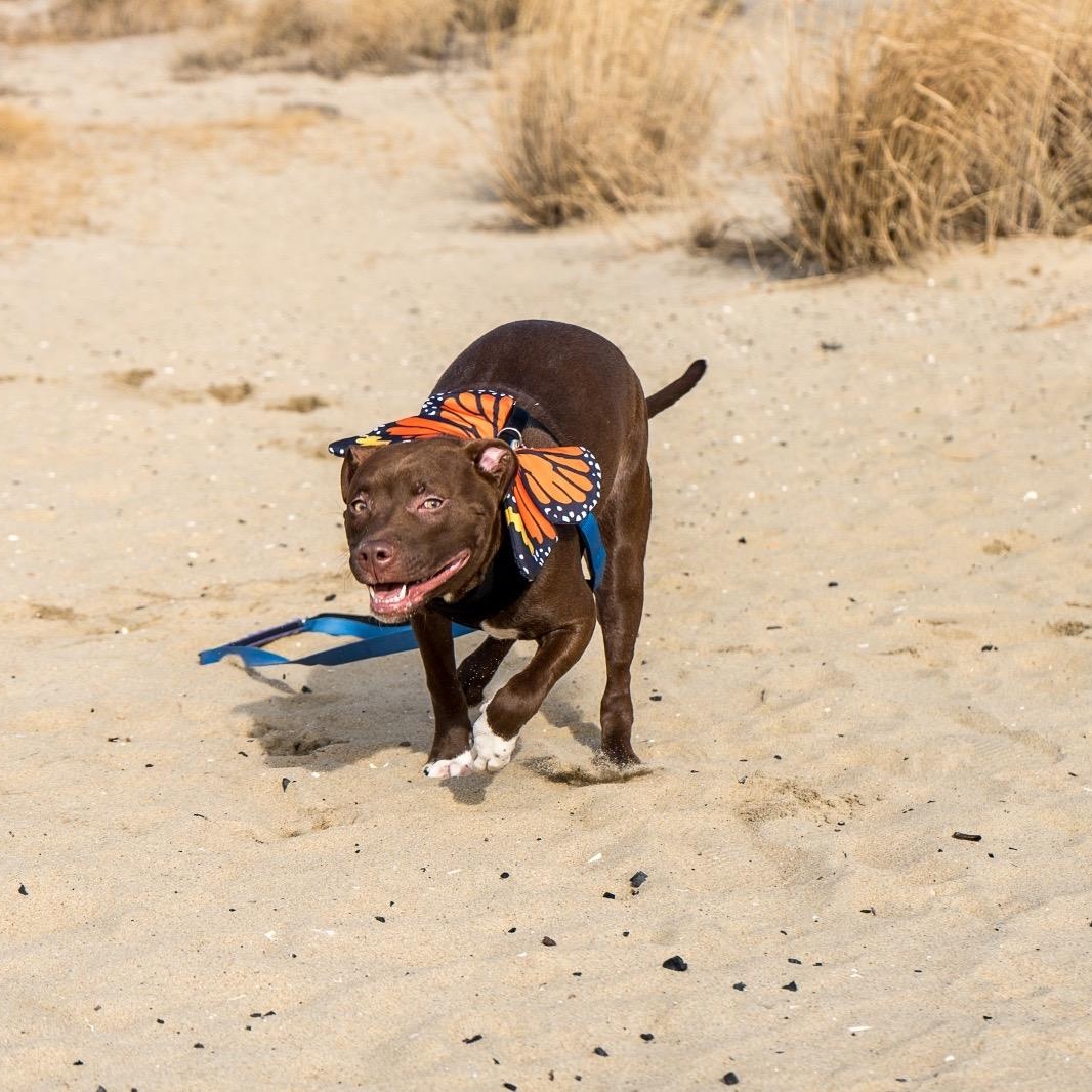 Mary, a ADOPTABLE mixed breed in New York, NY image 3/6