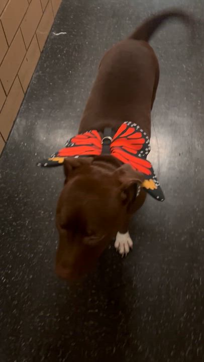 Enlarge Mary, a ADOPTABLE mixed breed in New York, NY video 6/6