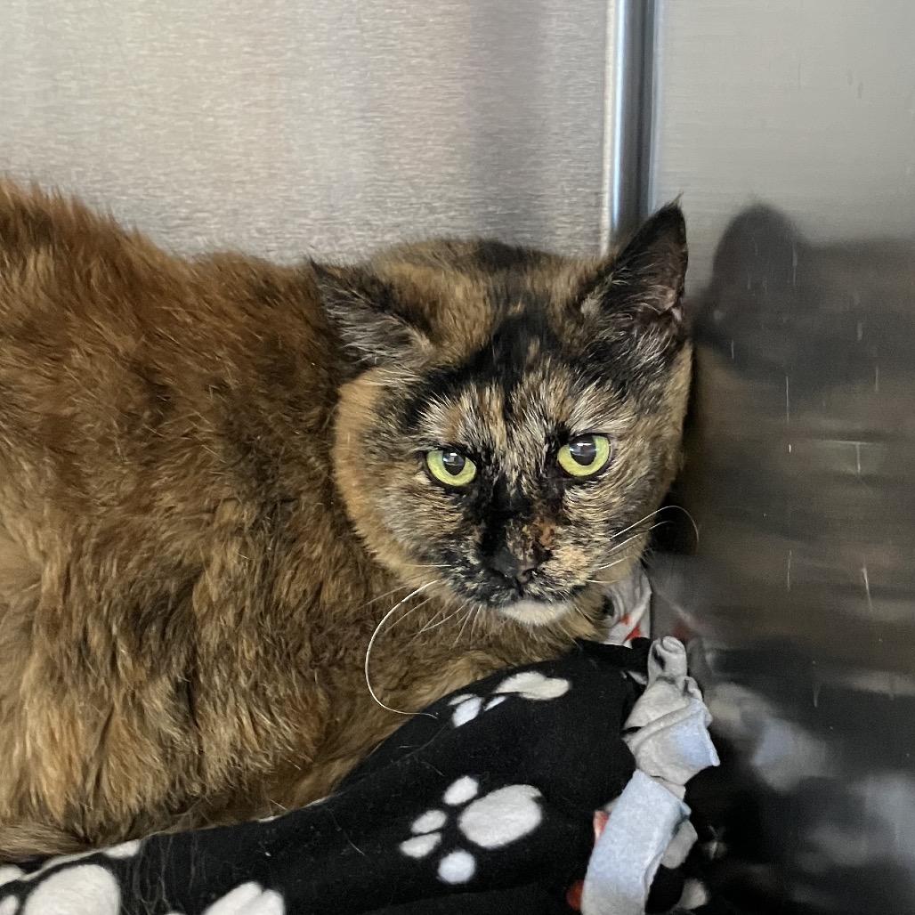 Dutch, Adoptable, Senior Female Domestic Short Hair.