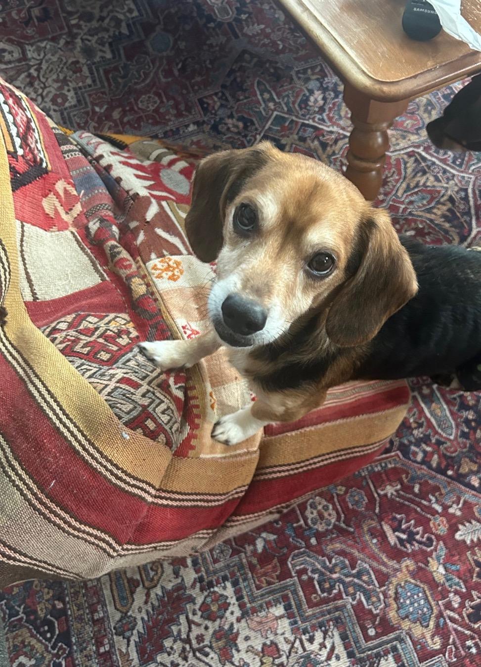 Titus, an adopted Beagle in East Lansing, MI image 1/5
