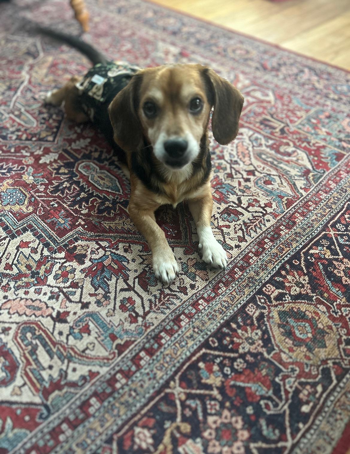 Titus, an adopted Beagle in East Lansing, MI image 5/5