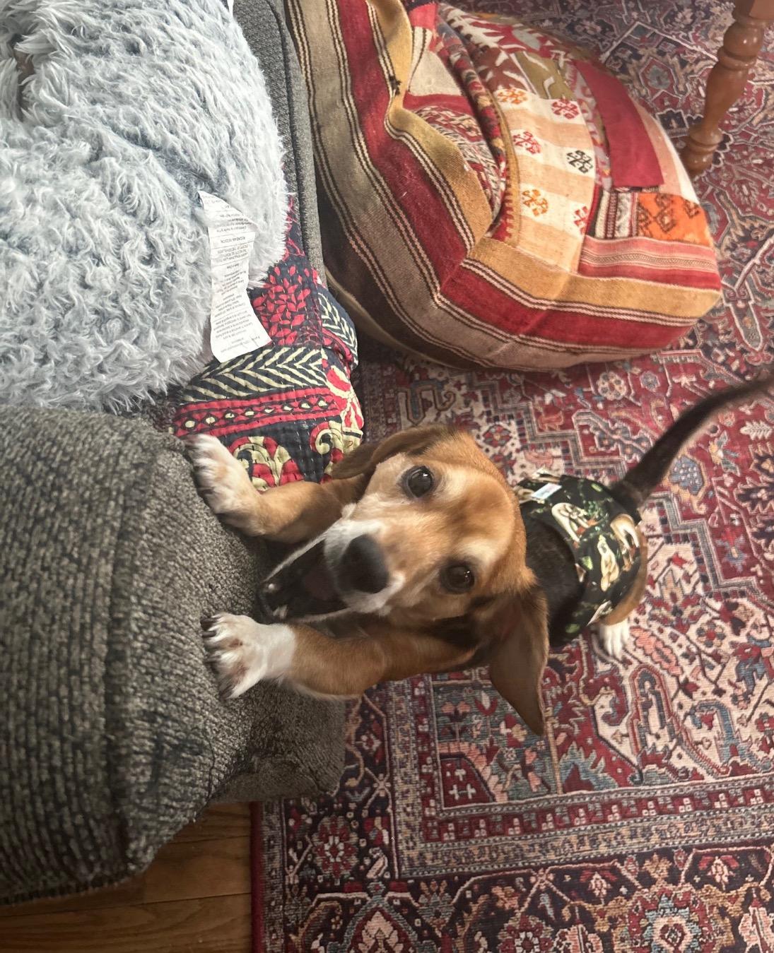 Titus, an adopted Beagle in East Lansing, MI image 2/5