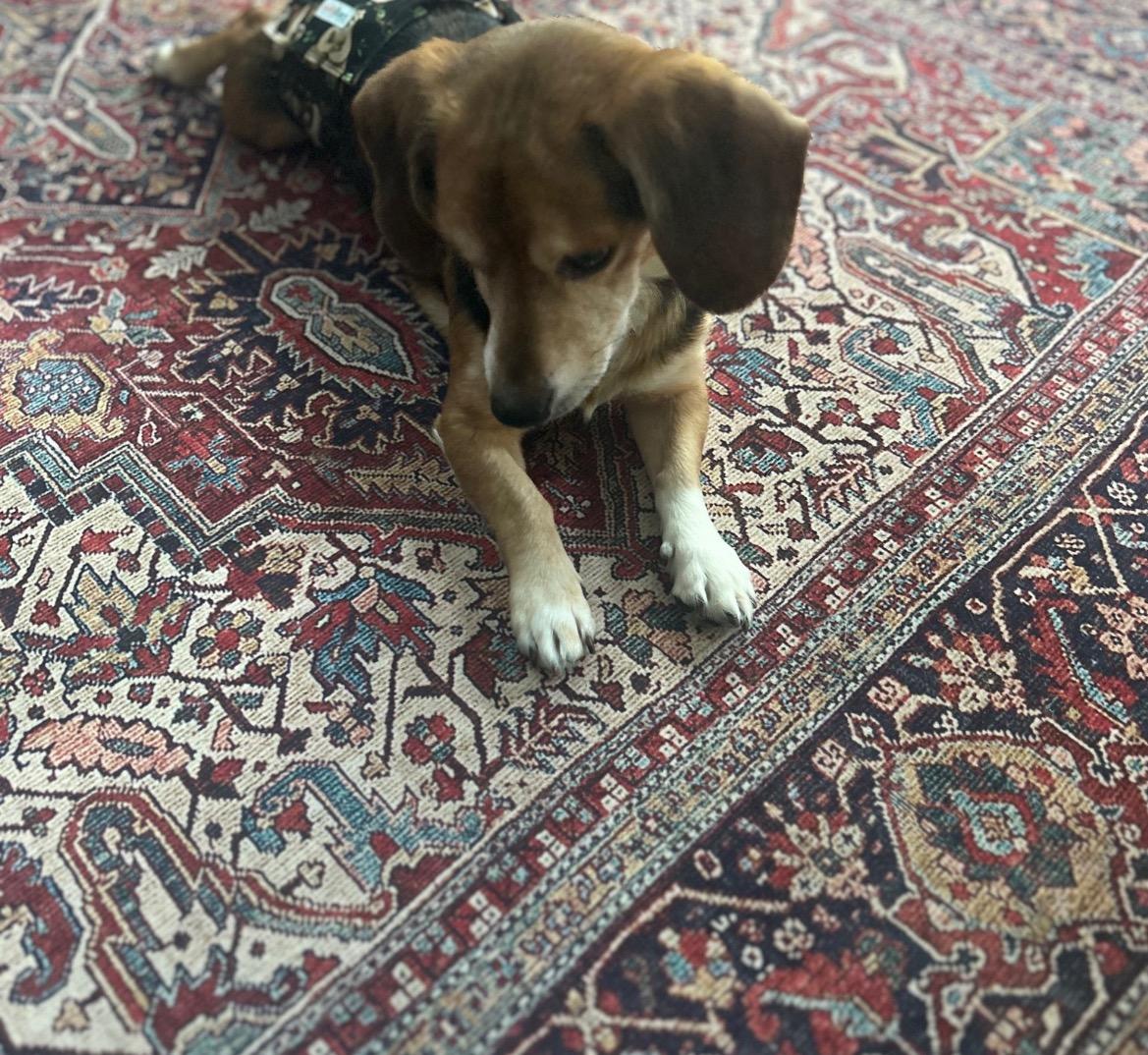 Titus, an adopted Beagle in East Lansing, MI image 3/5