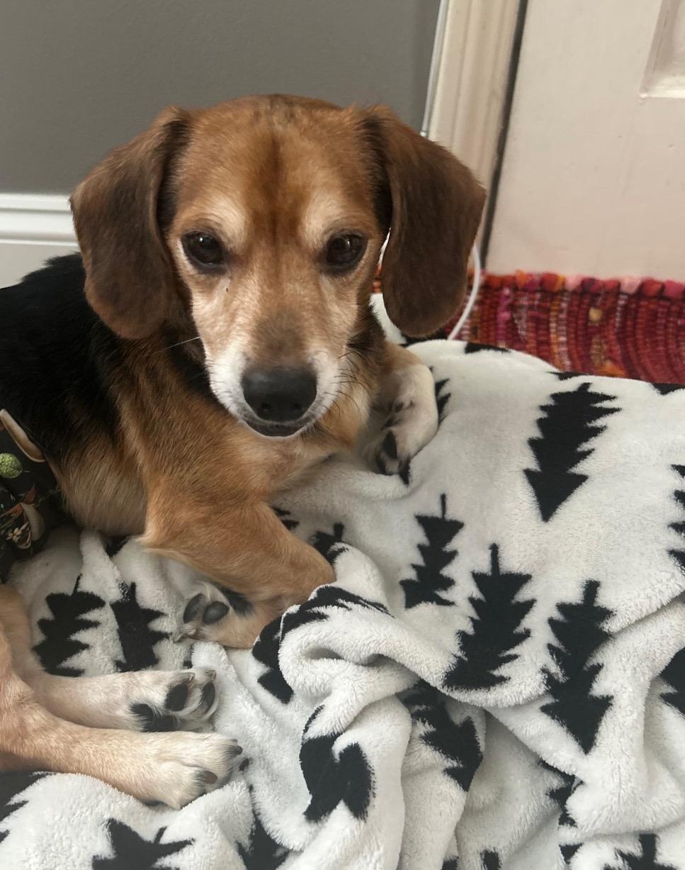 Titus, an adopted Beagle in East Lansing, MI image 4/5