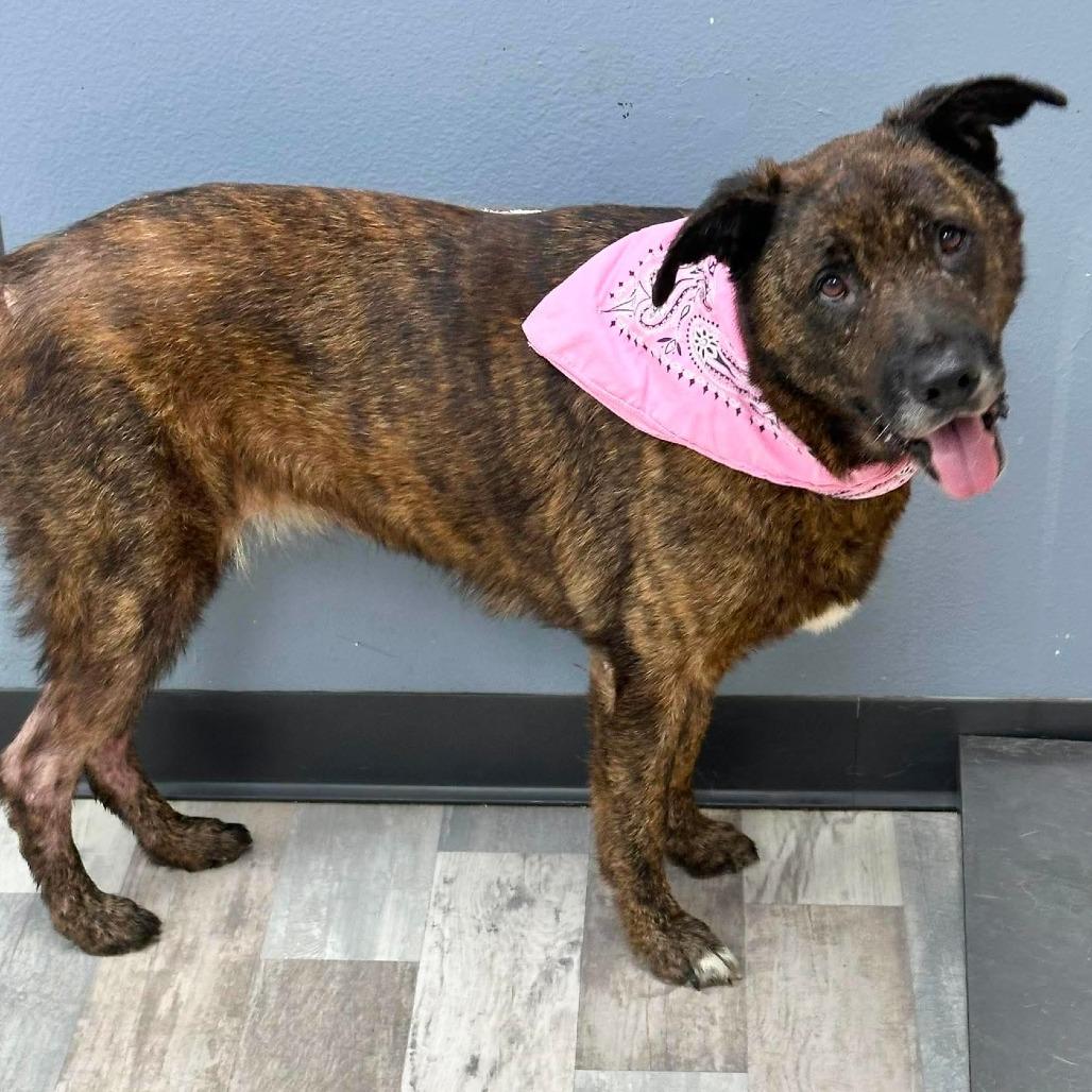 Brin, Adoptable, Adult Female German Shepherd Dog.