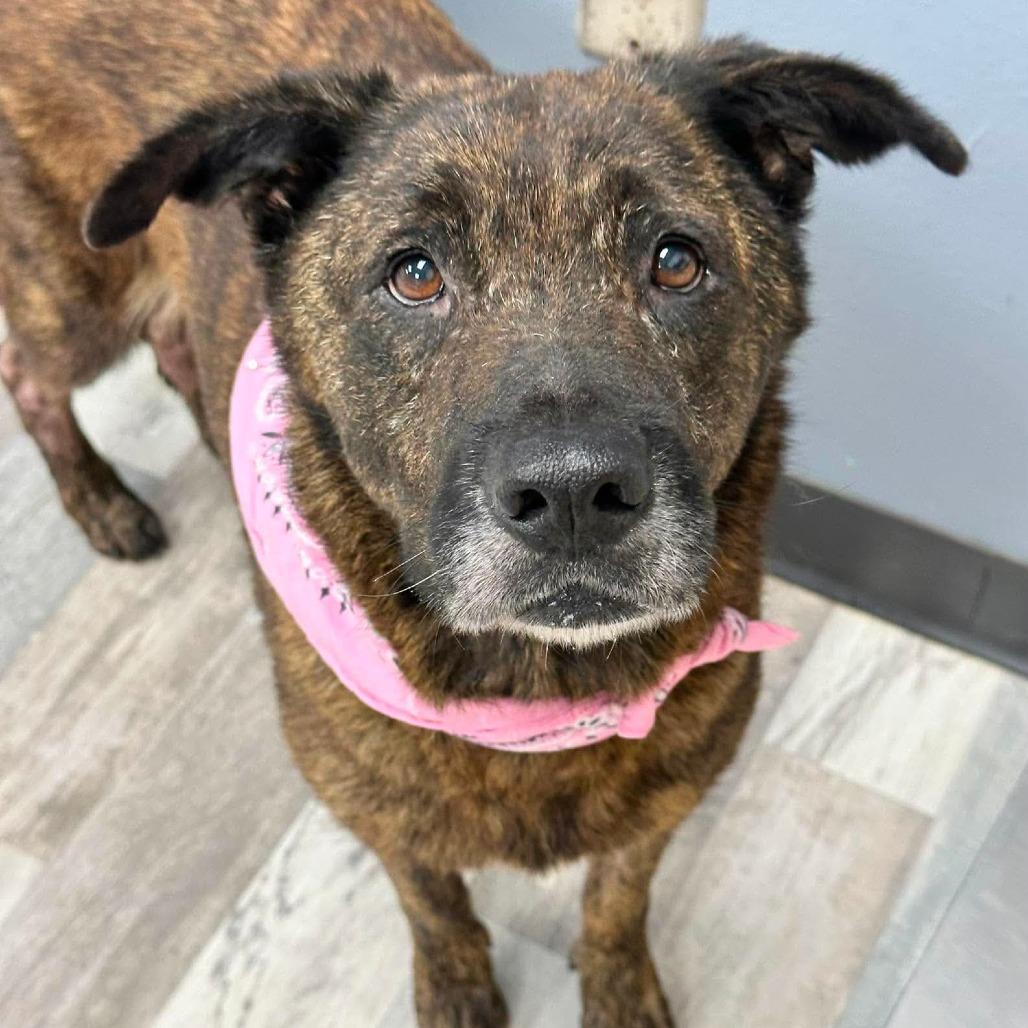 Enlarge Brin, a Adoptable German Shepherd Dog in Lufkin, TX image 3/4