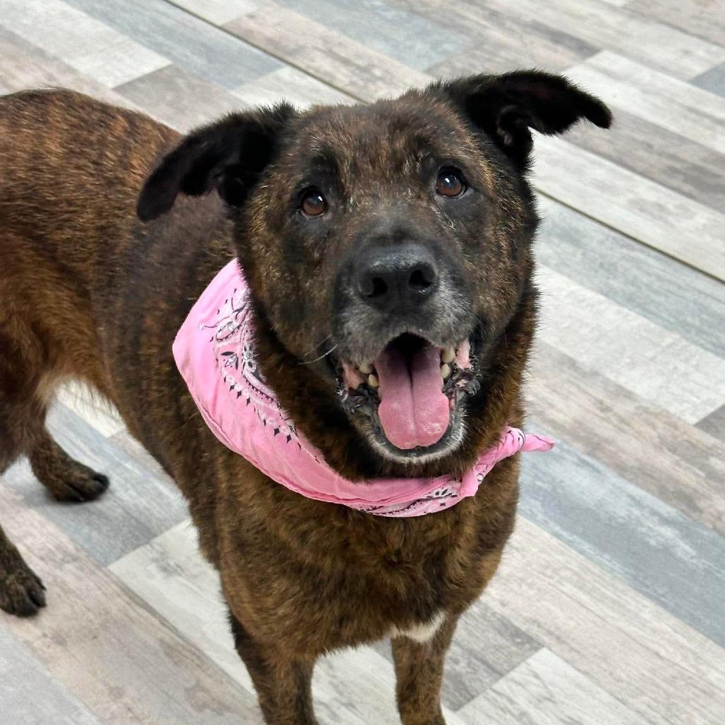 Enlarge Brin, a Adoptable German Shepherd Dog in Lufkin, TX image 4/4