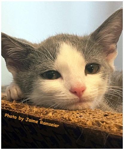 Mandolin, a Adopted Domestic Short Hair in Oak Ridge, TN image 1/3