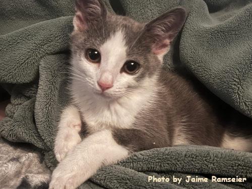 Mandolin, a Adopted Domestic Short Hair in Oak Ridge, TN image 2/3