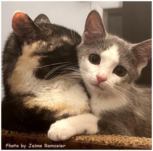 Mandolin, a Adopted Domestic Short Hair in Oak Ridge, TN image 3/3