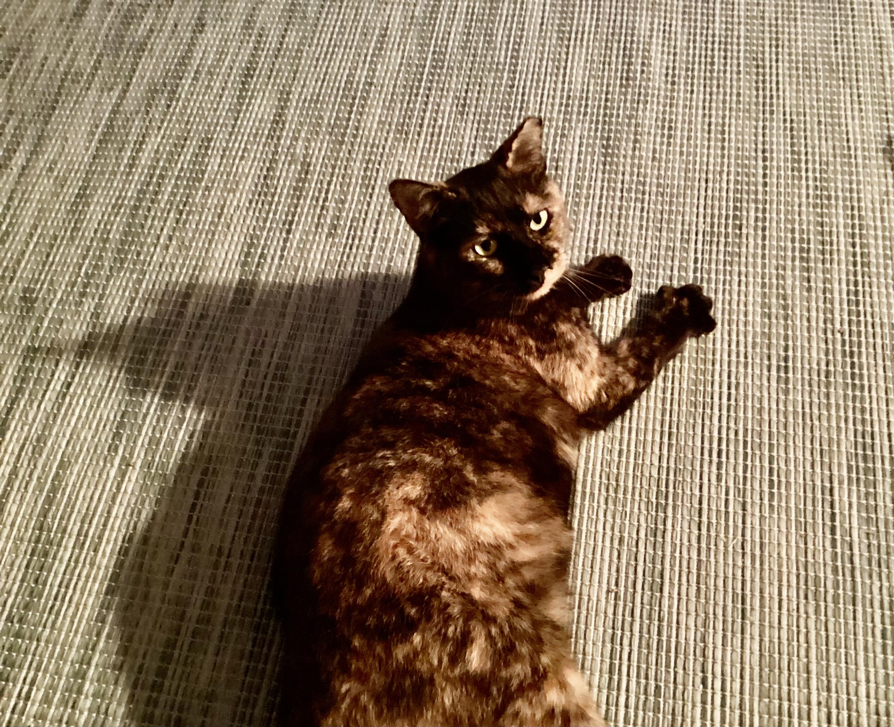 Bernice, a Adoptable Tortoiseshell in Bonita Springs, FL image 2/2