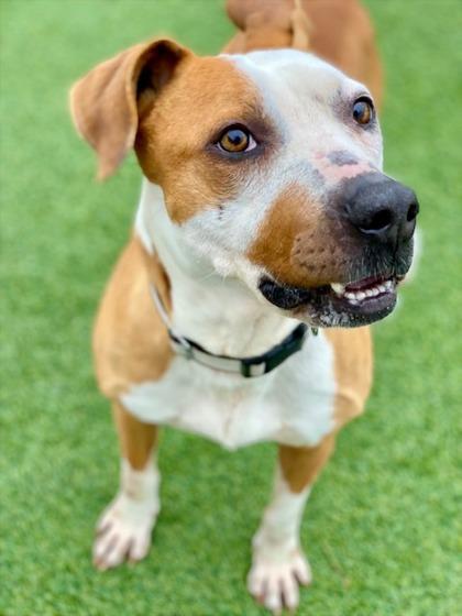 Jeff, Adoptable, Adult Male Mixed Breed & Mixed Breed.