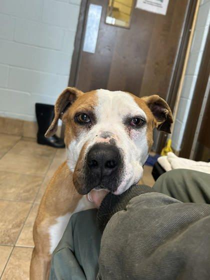 Enlarge Jeff, a Adoptable mixed breed in Munster, IN image 3/3