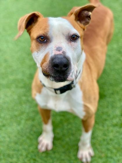 Enlarge Jeff, a Adoptable mixed breed in Munster, IN image 3/3