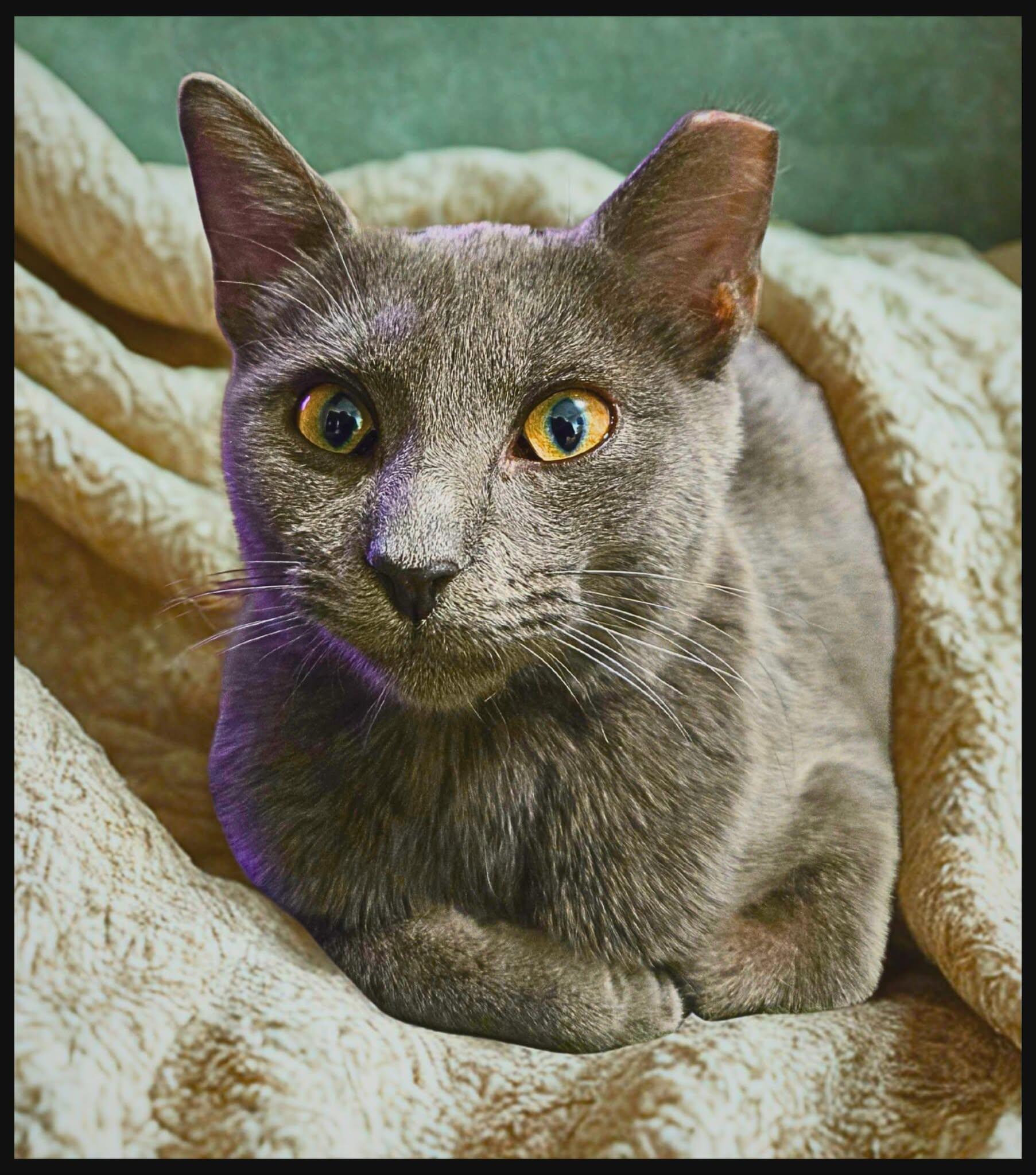 Enlarge Volkova, an adopted mixed breed in Clinton, CT image 1/4