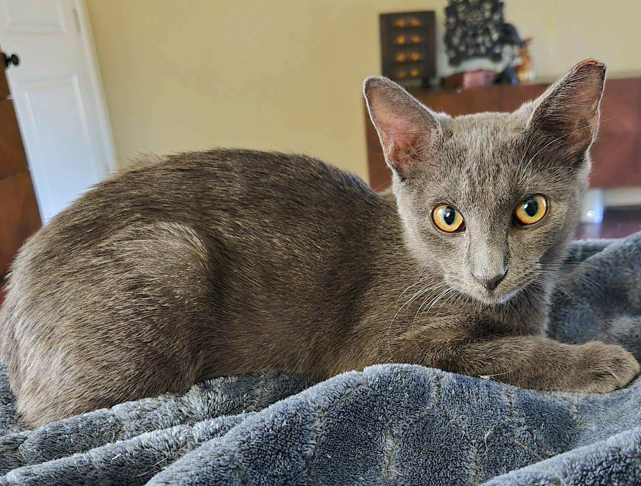 Enlarge Volkova, an adopted mixed breed in Clinton, CT image 2/4