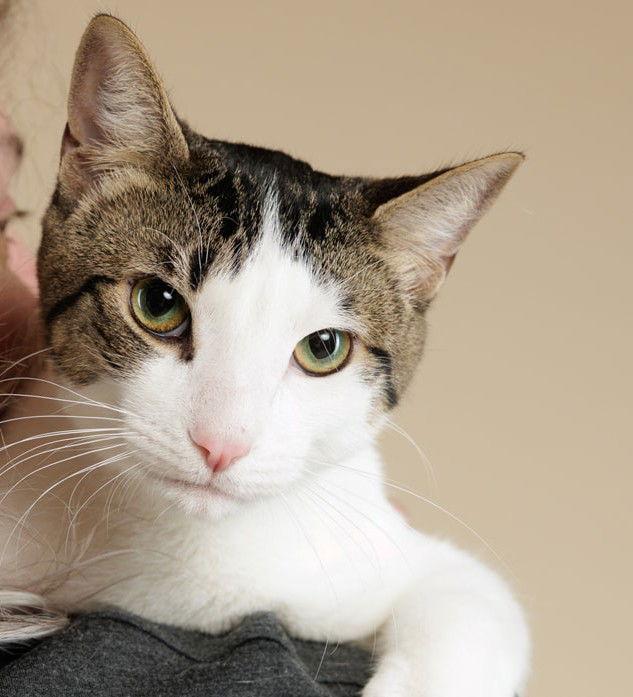 Oreo (+ Minnie), Adoptable, Young Male Domestic Short Hair.