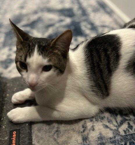 Enlarge Oreo (+ Sibling), a Adoptable Domestic Short Hair in Richmond Hill, ON image 1/3