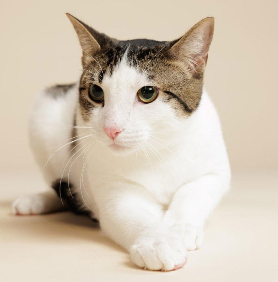 Oreo (+ Minnie), a Adoptable Domestic Short Hair in Richmond Hill, ON image 2/3