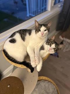 Enlarge Oreo (+ Sibling), a Adoptable Domestic Short Hair in Richmond Hill, ON image 3/3