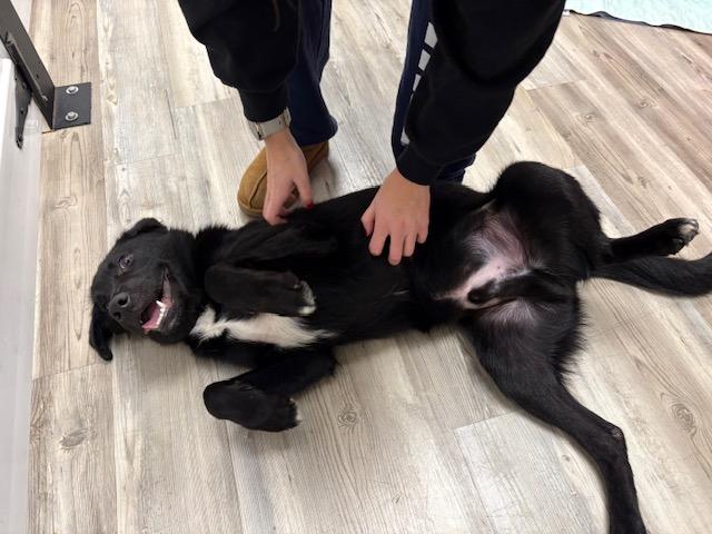 Jet, a Adoptable mixed breed in Jenkintown, PA image 6/6