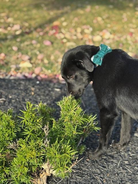 Jet, a Adoptable mixed breed in Jenkintown, PA image 3/6