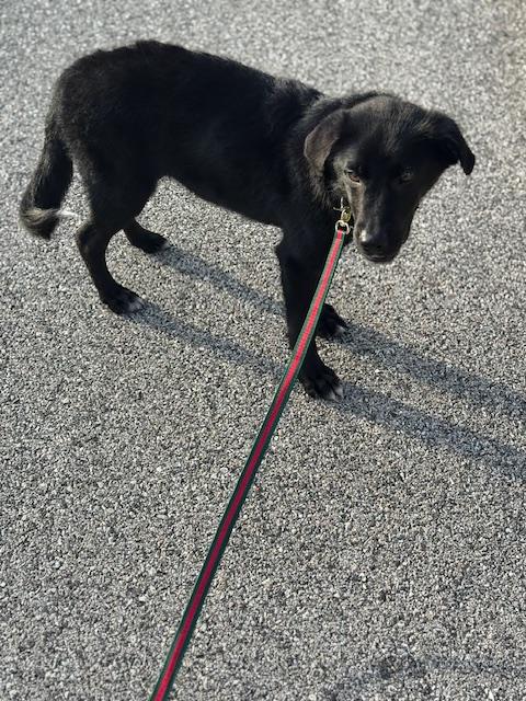 Jet, a Adoptable mixed breed in Jenkintown, PA image 2/6