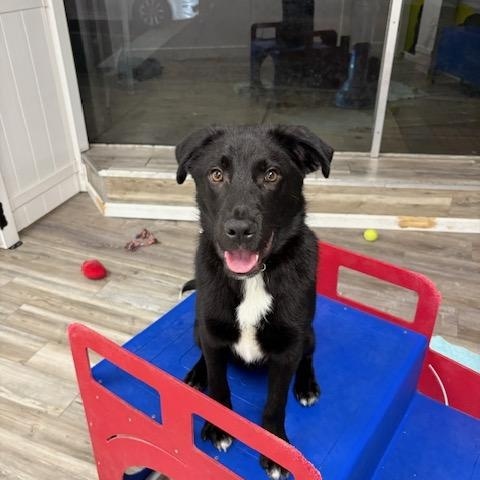 Jet, a Adoptable mixed breed in Jenkintown, PA image 1/6