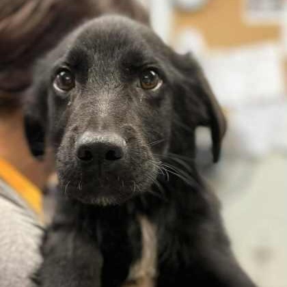 Jet, a Adoptable mixed breed in Jenkintown, PA image 5/6