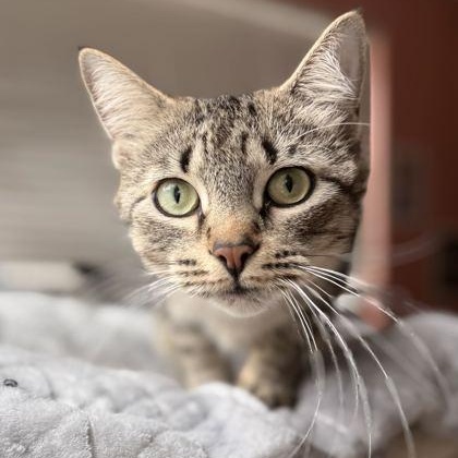 DORY, ADOPTABLE, Adult Female Domestic Short Hair.
