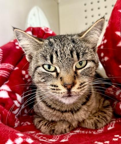 DORY, a ADOPTABLE mixed breed in Fernandina Beach, FL image 1/2