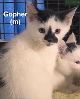 Enlarge Gopher, a Adoptable Domestic Short Hair in Saugerties, NY image 1/1