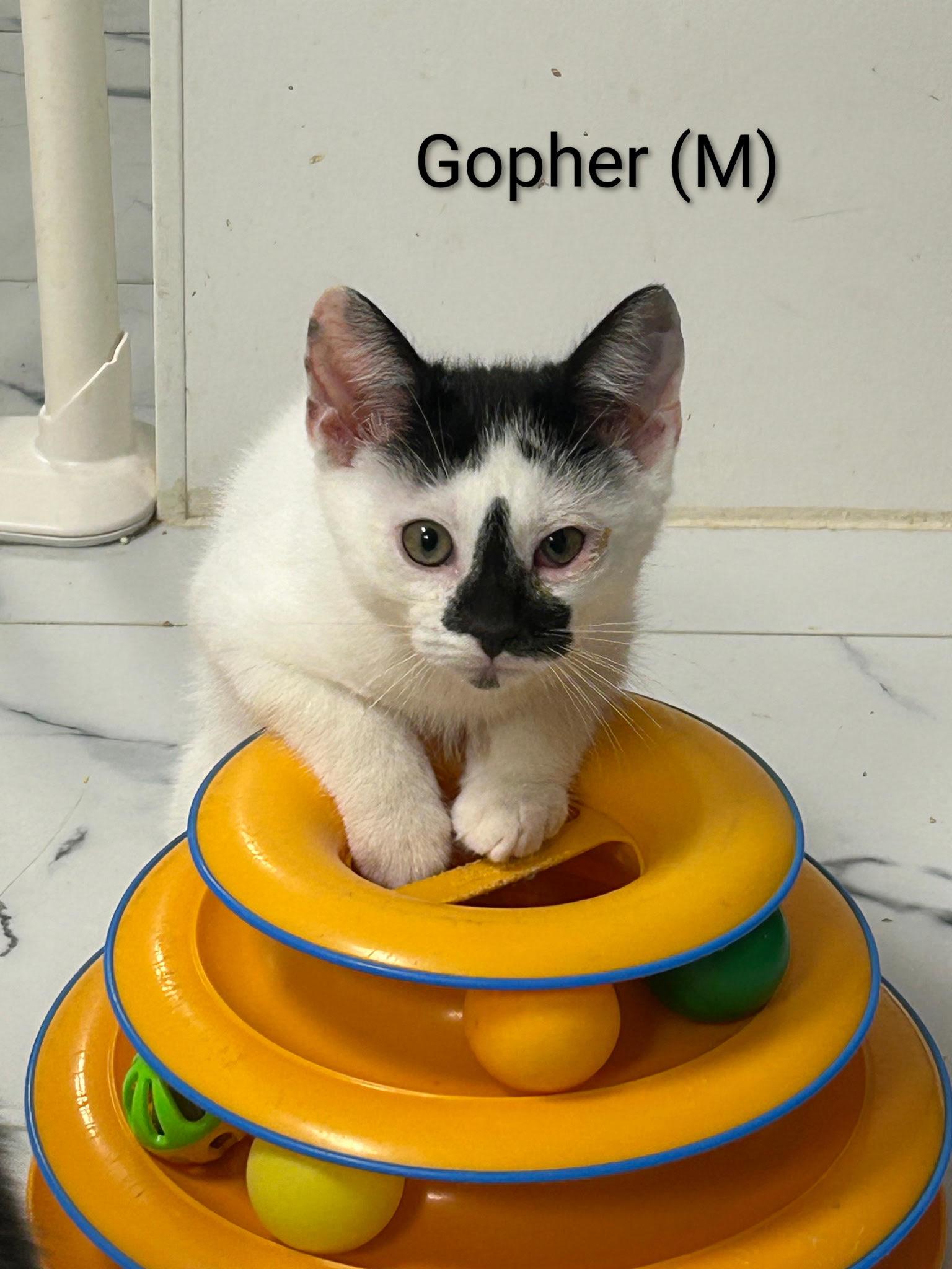 Gopher, a Adoptable Domestic Short Hair in Saugerties, NY image 2/3