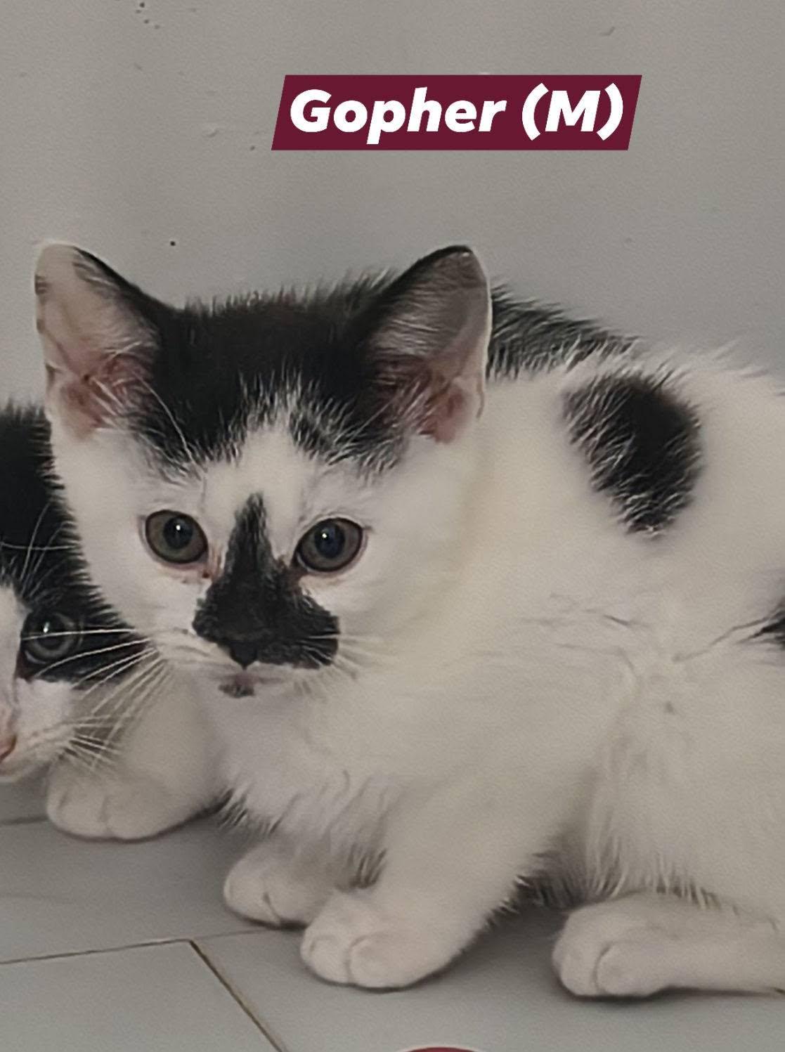 Gopher, a Adoptable Domestic Short Hair in Saugerties, NY image 3/3