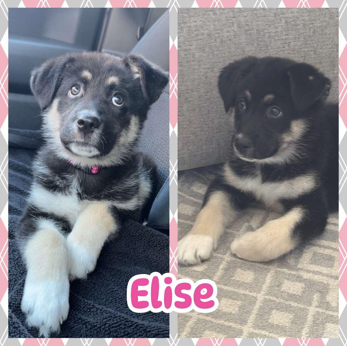 Elise, adopted, Puppy Female Labrador Retriever & Australian Shepherd.
