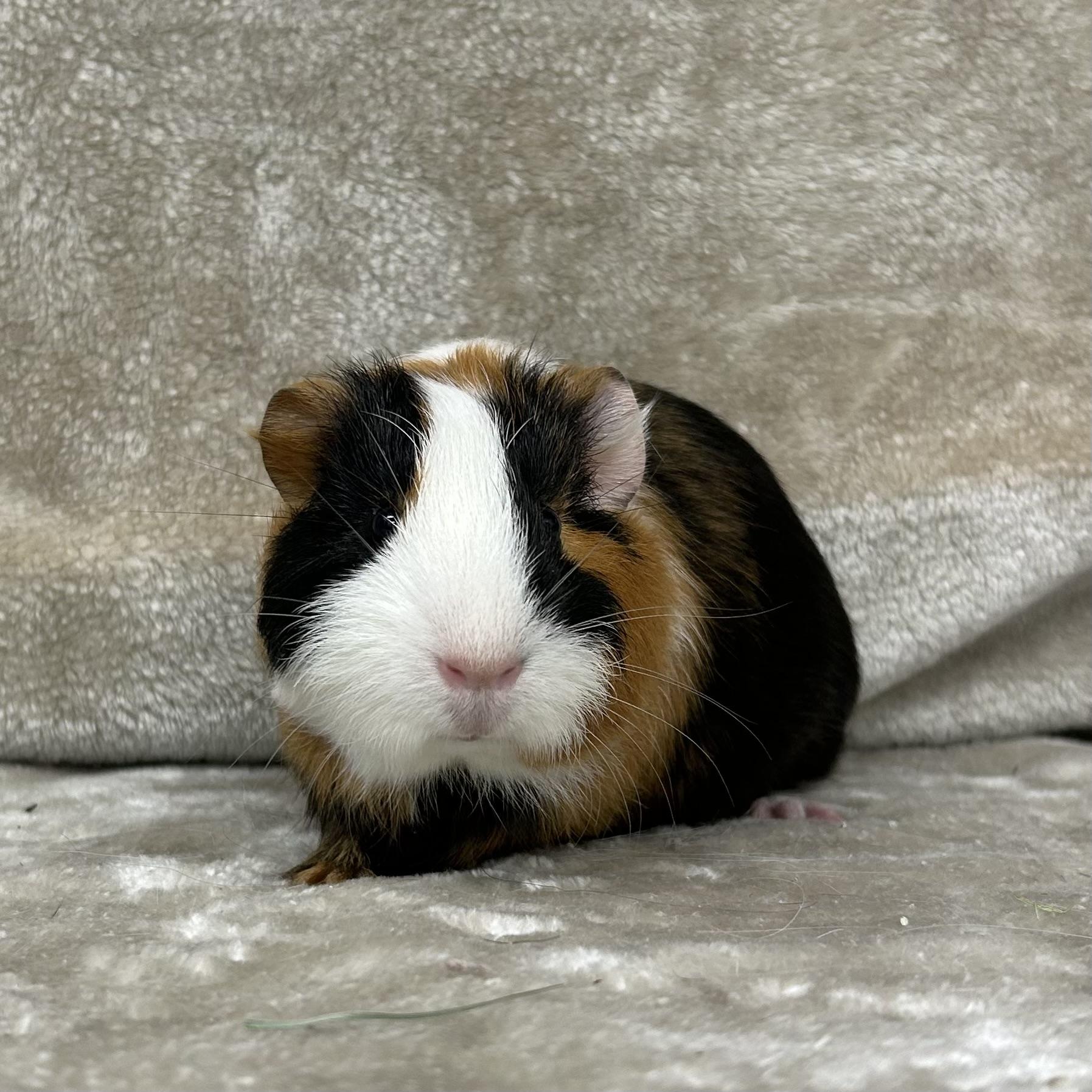 Enlarge Tommy, an adopted Guinea Pig in Edgewood, MD image 5/6
