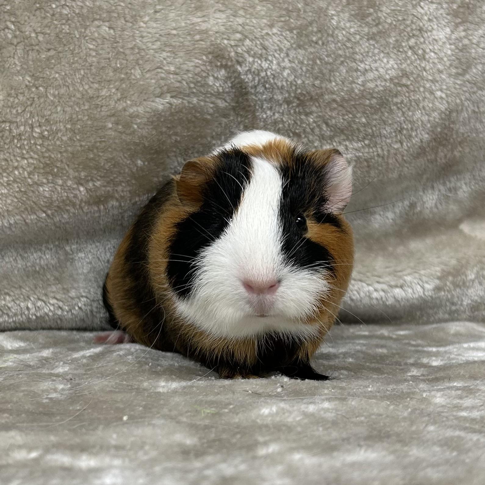 Enlarge Tommy, an adopted Guinea Pig in Edgewood, MD image 2/6