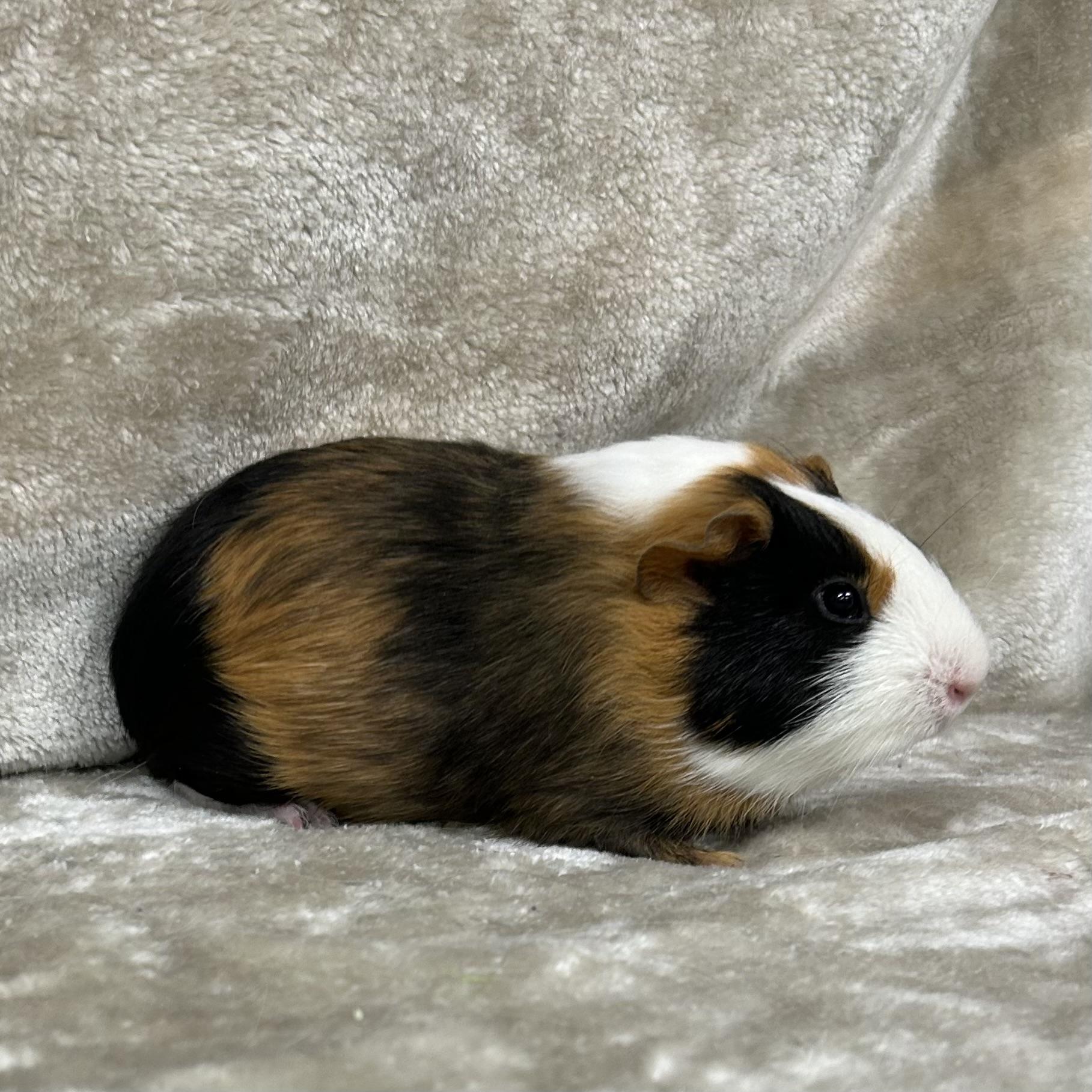 Enlarge Tommy, an adopted Guinea Pig in Edgewood, MD image 6/6