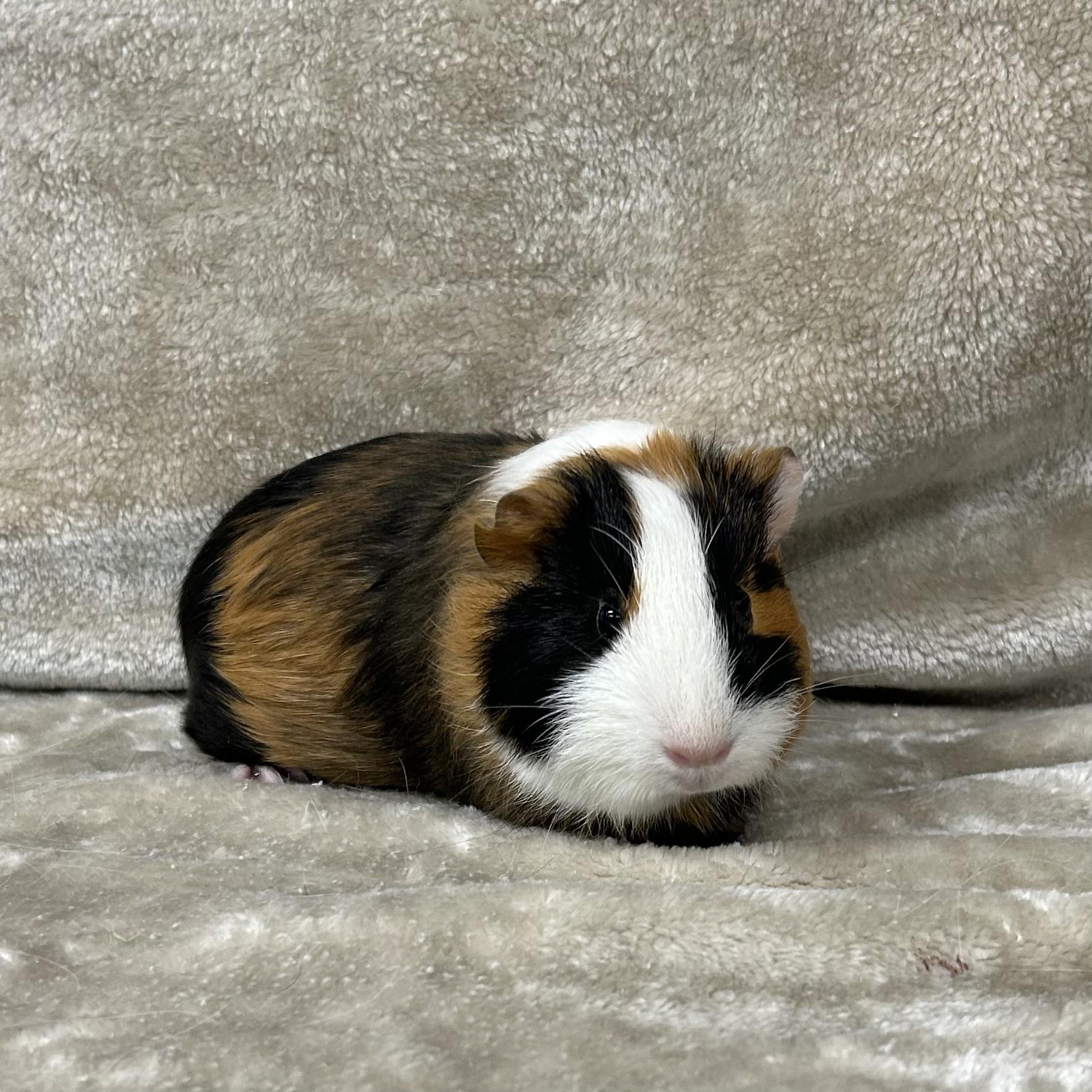 Enlarge Tommy, an adopted Guinea Pig in Edgewood, MD image 3/6