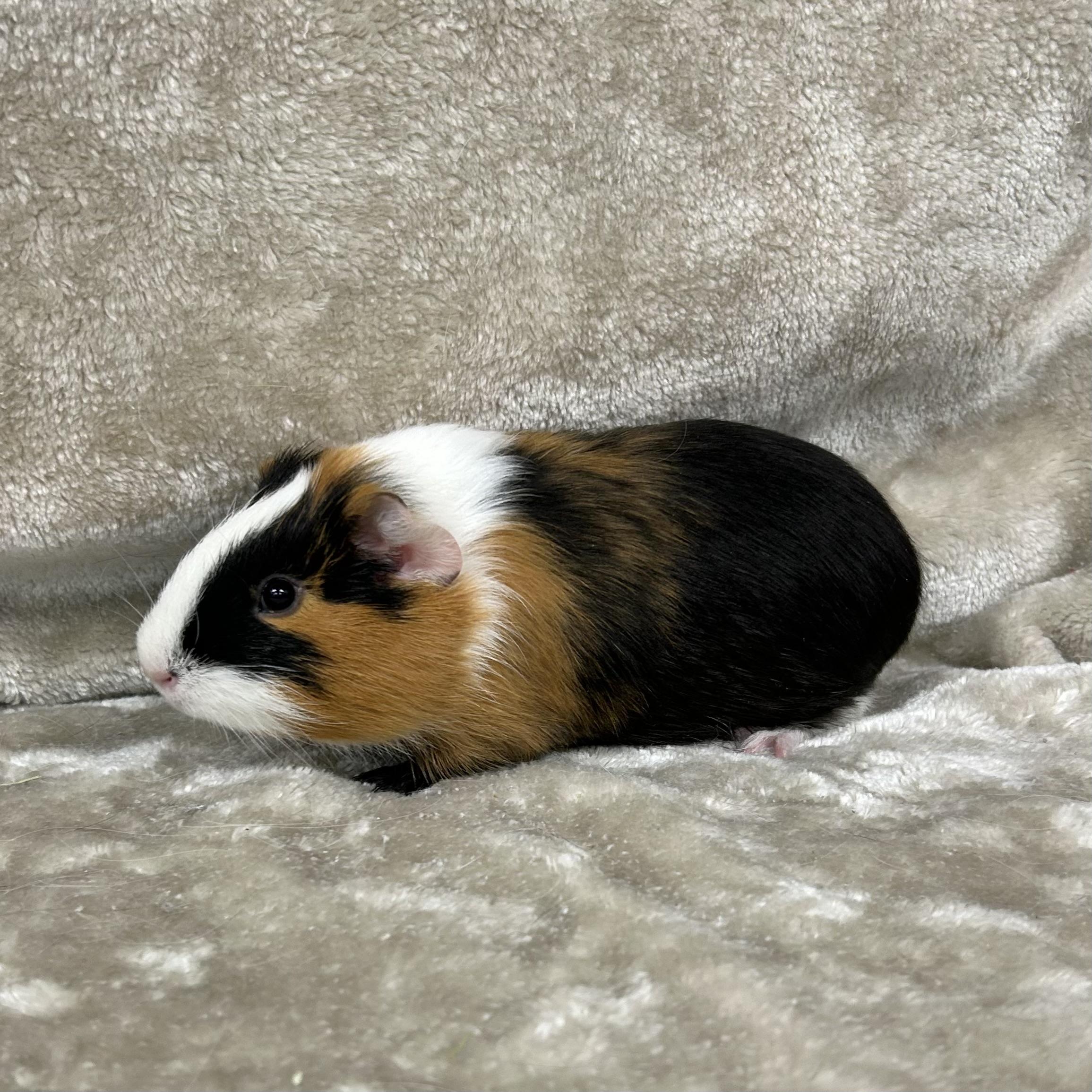 Enlarge Tommy, an adopted Guinea Pig in Edgewood, MD image 4/6