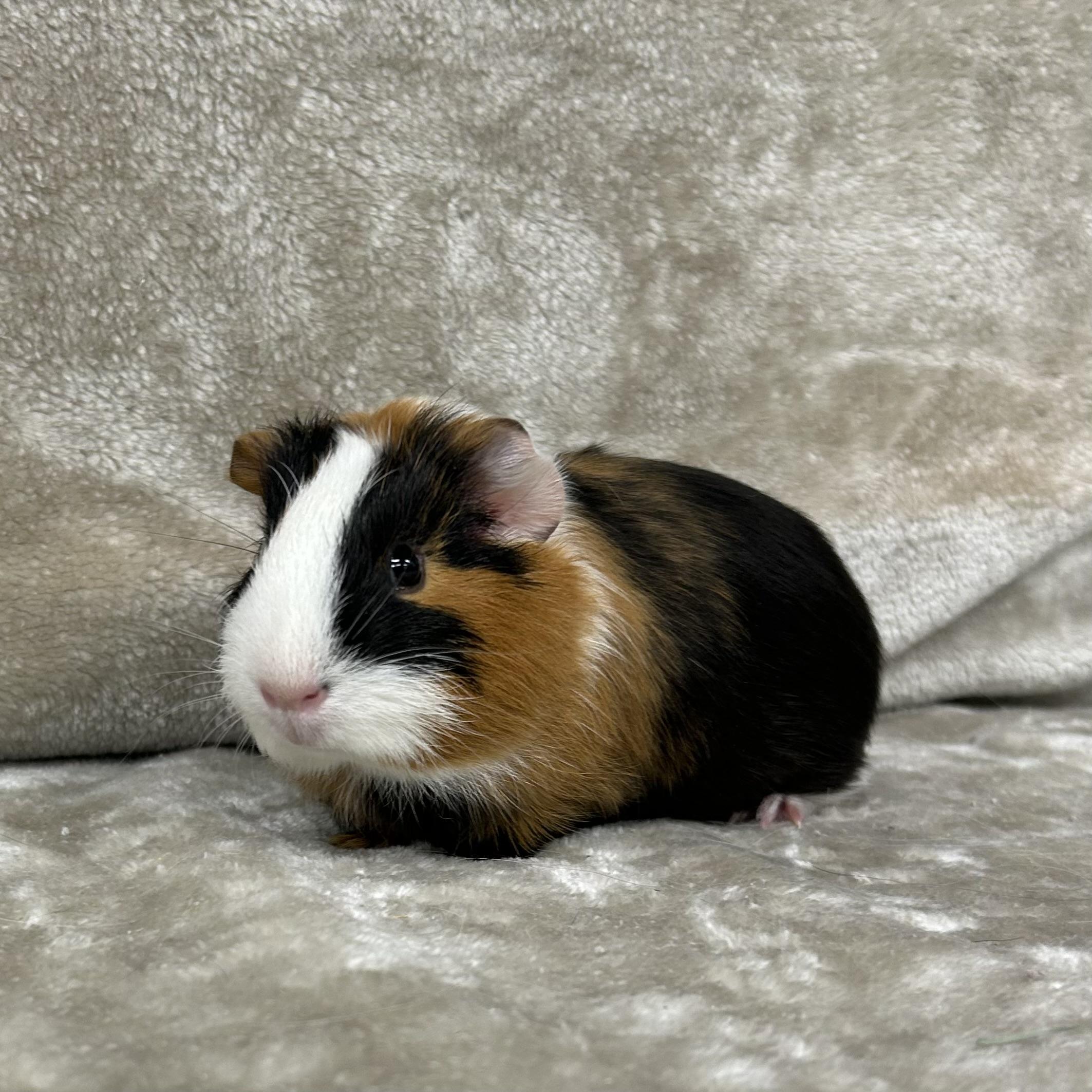 Tommy, adopted, Young Male Guinea Pig.
