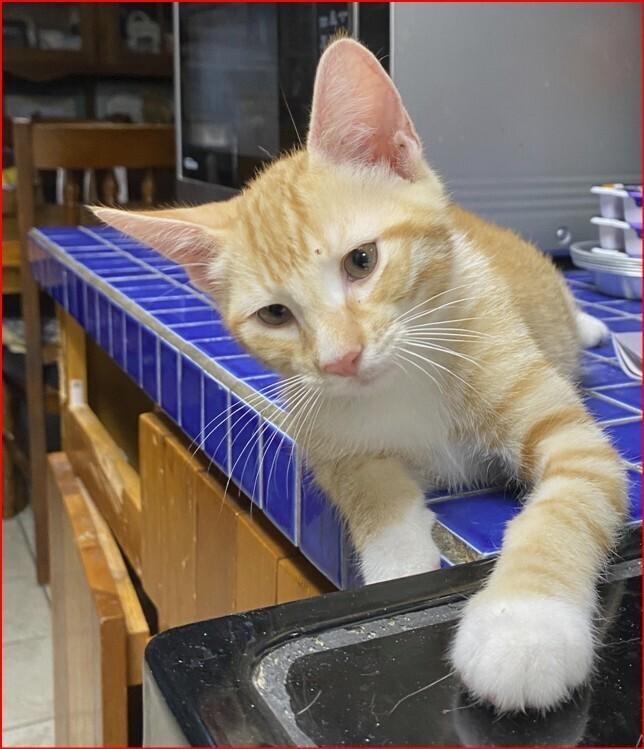 Enlarge Quinn, a Adoptable mixed breed in Orlando, FL image 2/4